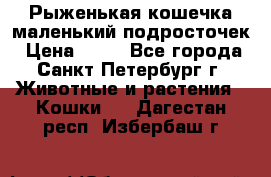 Рыженькая кошечка маленький подросточек › Цена ­ 10 - Все города, Санкт-Петербург г. Животные и растения » Кошки   . Дагестан респ.,Избербаш г.